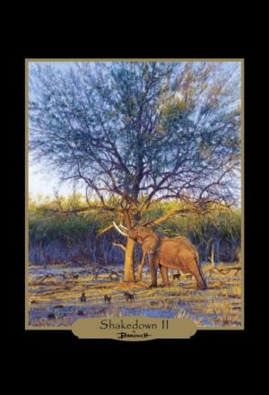 John Banovich: Elephants of Africa Note Cards