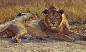 John Banovich: King of Beasts Note Cards