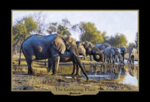 John Banovich: Elephants of Africa Note Cards